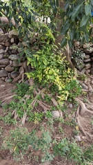Ficus pertusa
