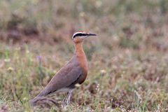 Cursorius coromandelicus