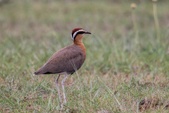 Cursorius coromandelicus