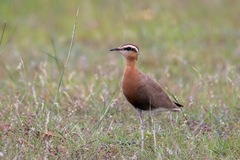 Cursorius coromandelicus