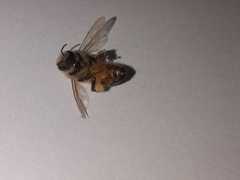 Apis mellifera