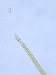 Microchaete