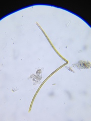 Microchaete