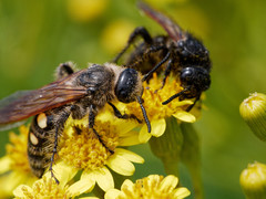 Campsomeris bistrimacula
