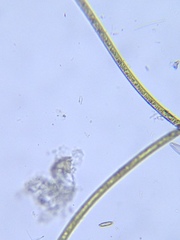 Microchaete