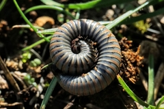 Acanthoiulus fuscipes