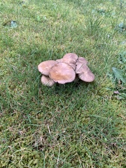 Fungi