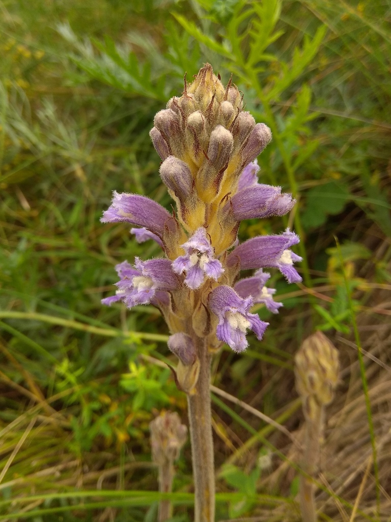 Phelipanche pallens