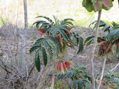 Melianthus