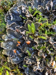Peltigera hymenina