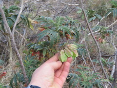 Melianthus