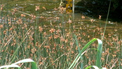 Schoenoplectus scirpoides