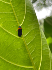 Phymatostetha