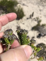 Agathosma geniculata