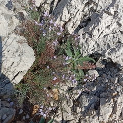 Limonium cordatum