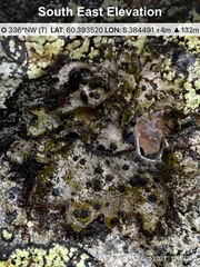 Umbilicaria cylindrica