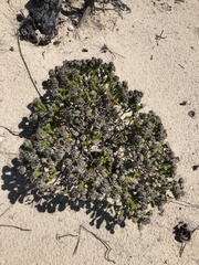 Agathosma geniculata