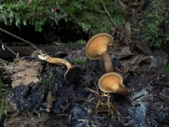 Hygrophoropsis rufa