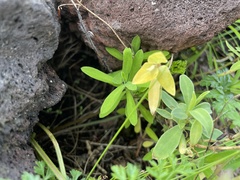 Euphorbia azorica
