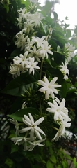 Jasminum multiflorum