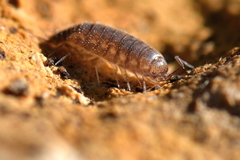 Chaetophiloscia cellaria
