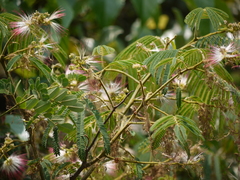 Albizia chinensis
