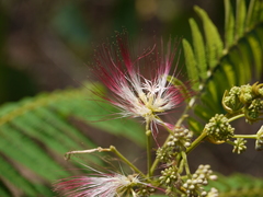 Albizia chinensis
