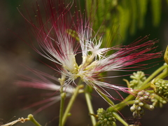 Albizia chinensis