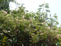 Albizia chinensis