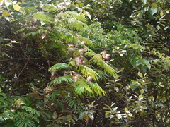 Albizia chinensis