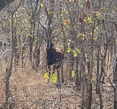 Hippotragus niger kirkii