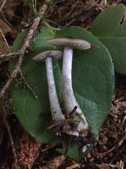 Nitida