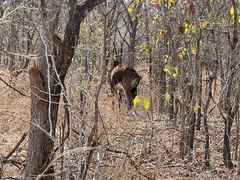 Hippotragus niger kirkii