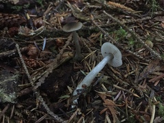 Nitida