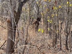 Hippotragus niger kirkii