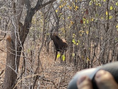 Hippotragus niger kirkii