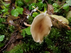 Clitocybe americana