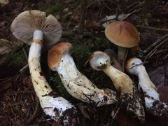 Phlegmacium variosimile