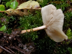 Clitocybe americana