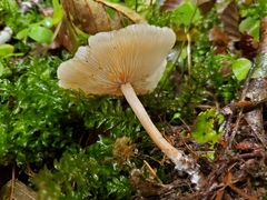 Clitocybe americana