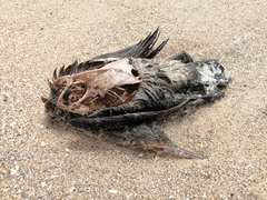 Phalacrocorax capensis