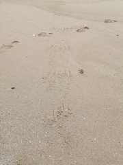 Phalacrocorax carbo lucidus