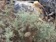 Ulex argenteus argenteus