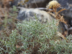 Ulex argenteus argenteus
