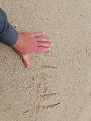 Phalacrocorax carbo lucidus