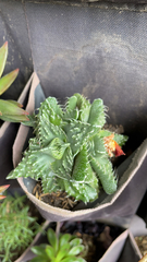 Faucaria
