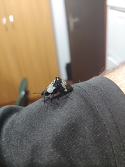Cypherotylus borgmeieri