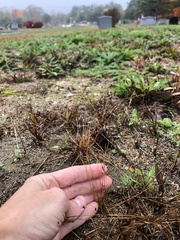 Bulbostylis capillaris