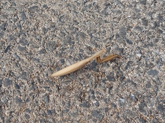 Mantis religiosa religiosa