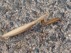 Mantis religiosa religiosa